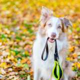 border collie sitting in leaves and holding a leash in its mouth