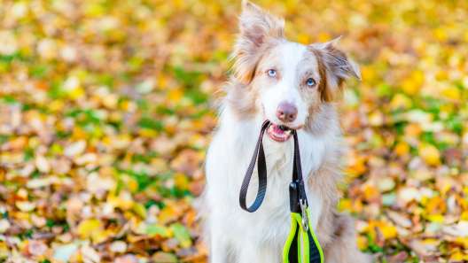 How to Prepare Your Dog For a Dog Walker