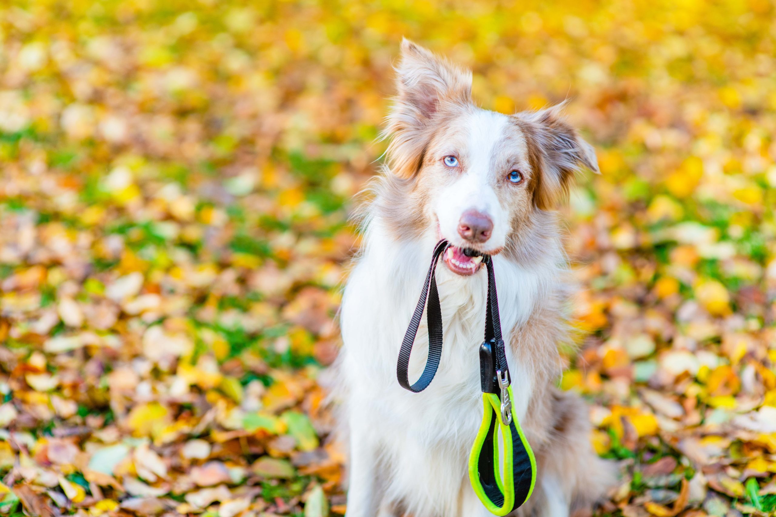 How To Prepare Your Dog For A Dog Walker - Greenfield Puppies