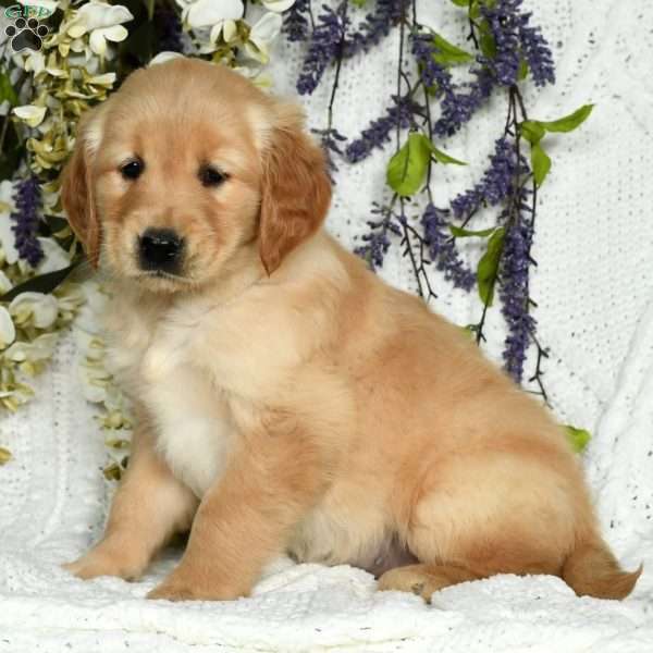 Carly, Golden Retriever Puppy