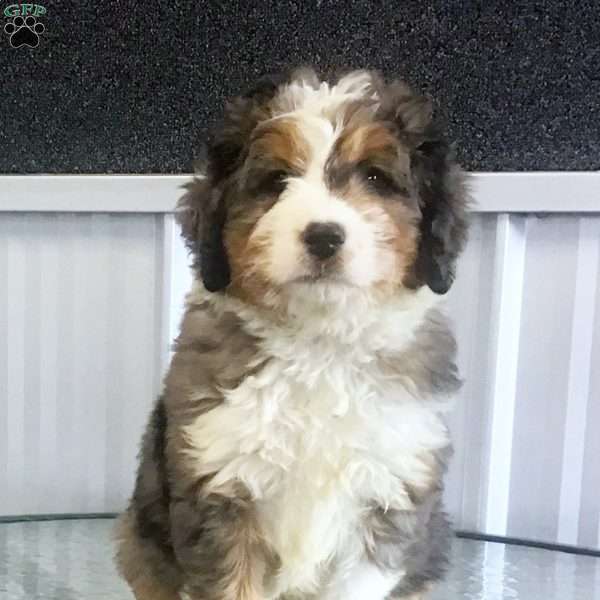 Charlie, Mini Bernedoodle Puppy