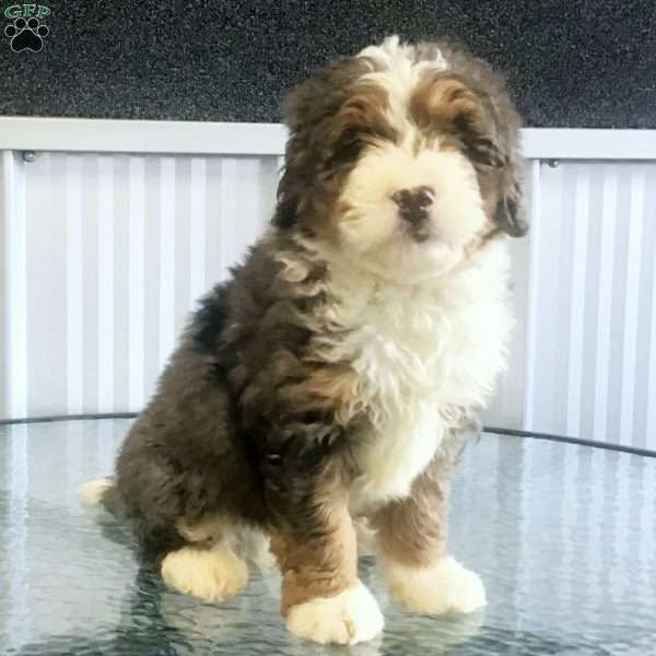 Chip, Mini Bernedoodle Puppy