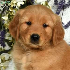 Cisco, Golden Retriever Puppy
