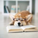 corgi wearing glasses and lying on a book