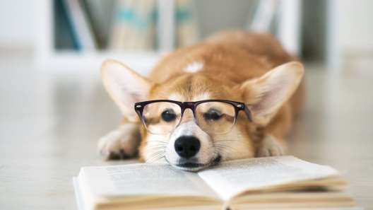 9 Popular Literary Dog Names For Book Lovers