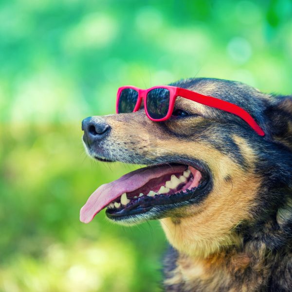 dog wearing sunglasses sitting outside on a sunny day