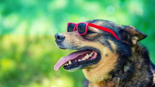 6 Sun Protection Tips For Your Dog