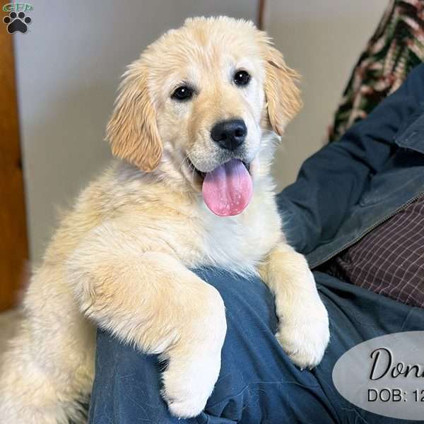 Donna, Golden Retriever Puppy