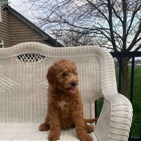 Zoey, Goldendoodle Puppy