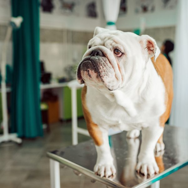 english bulldog standing on exam table at the vet