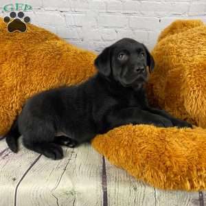 Tilly, Black Labrador Retriever Puppy