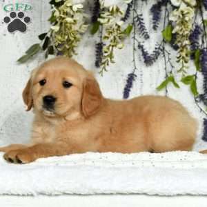 Ezra, Golden Retriever Puppy