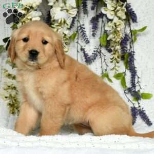 Ezra, Golden Retriever Puppy