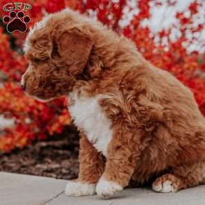 Lana, Mini Goldendoodle Puppy
