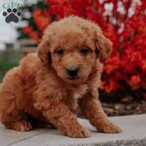 Lily, Mini Goldendoodle Puppy