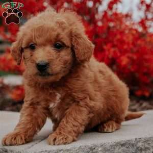 Lily, Mini Goldendoodle Puppy