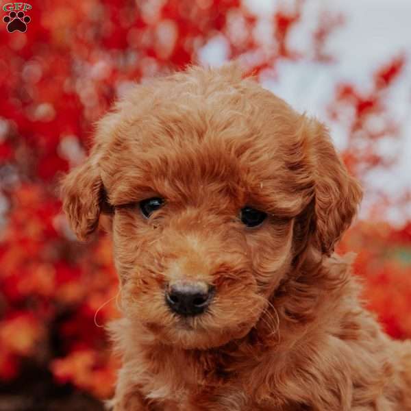 Lolli, Mini Goldendoodle Puppy
