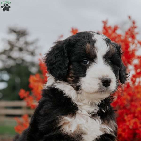 Amber, Bernedoodle Puppy