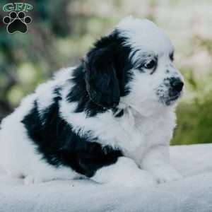 Rosie, Mini Bernedoodle Puppy