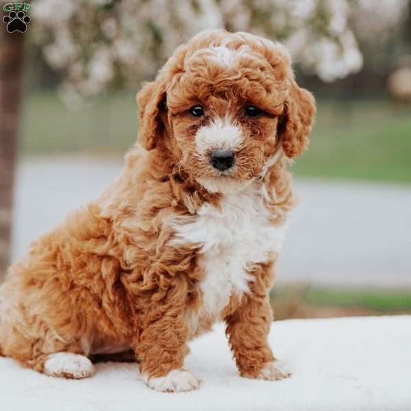 Oakley, Miniature Poodle Mix Puppy