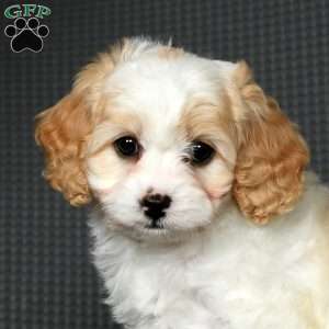 Goldie, Cavapoo Puppy