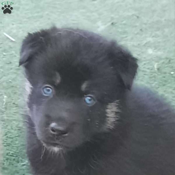 Blue, Pomsky Puppy
