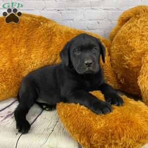 Appllo, Black Labrador Retriever Puppy