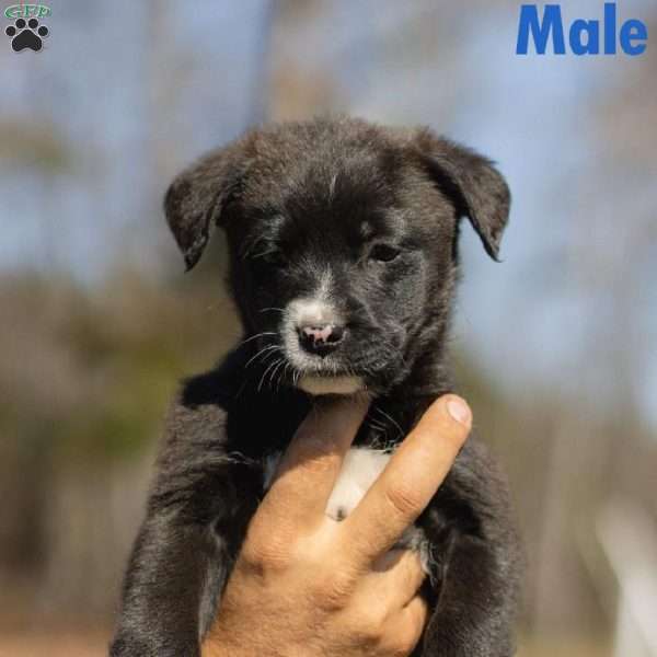 Buster, Labrador Mix Puppy
