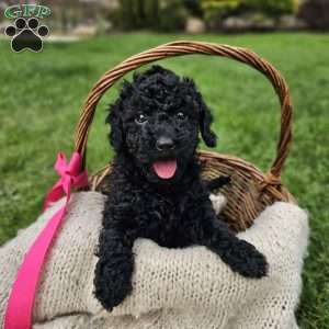Christy, Mini Goldendoodle Puppy