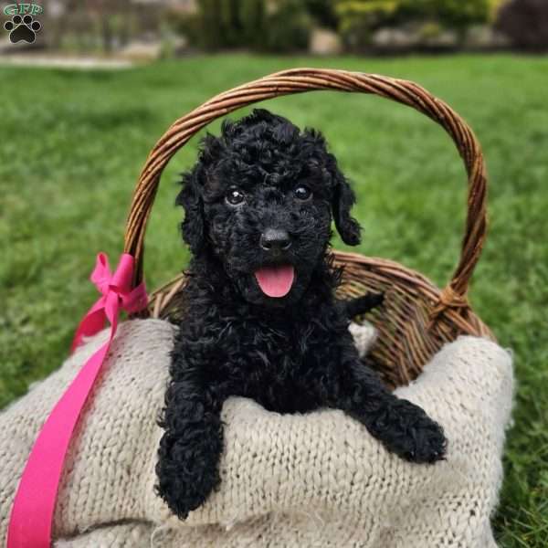 Christy, Mini Goldendoodle Puppy