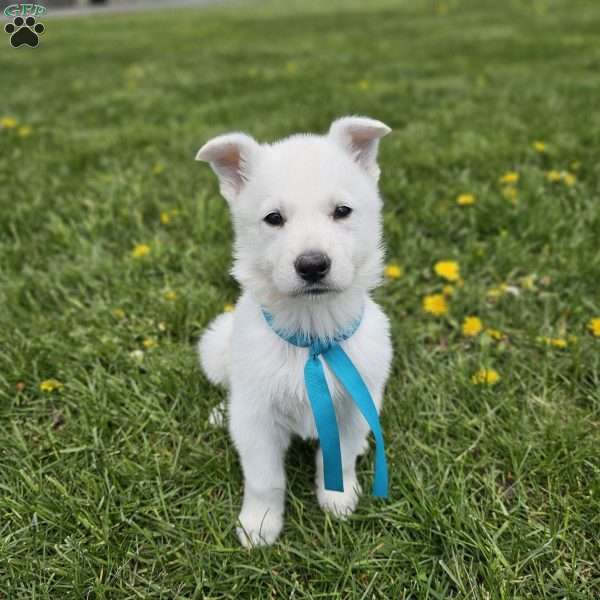 Finn, German Shepherd Puppy