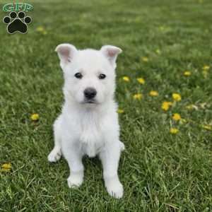 Finn, German Shepherd Puppy