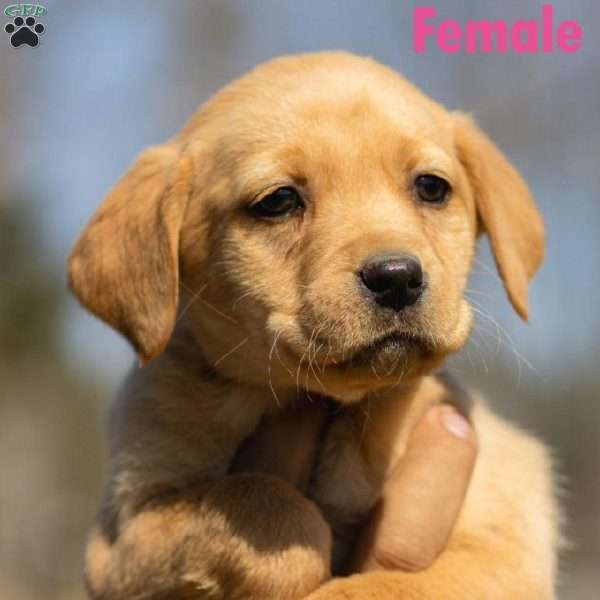 Belle, Labrador Mix Puppy