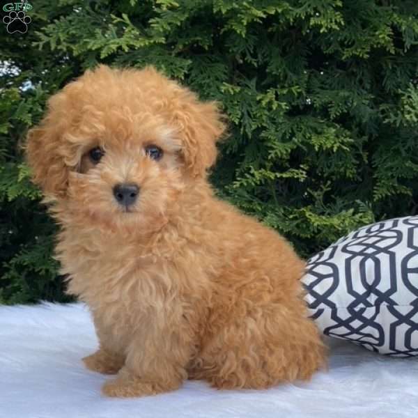 Princess, Miniature Poodle Puppy