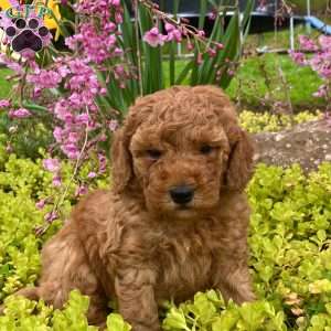 Carson, Mini Goldendoodle Puppy