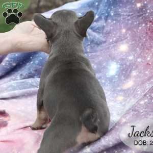 Jackson, French Bulldog Puppy