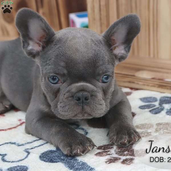 Janson, French Bulldog Puppy