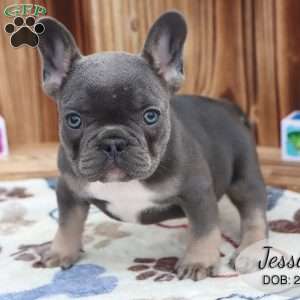 Jessica, French Bulldog Puppy