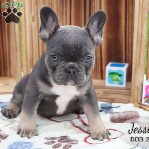 Jessica, French Bulldog Puppy