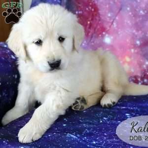 Kallie, Golden Retriever Puppy
