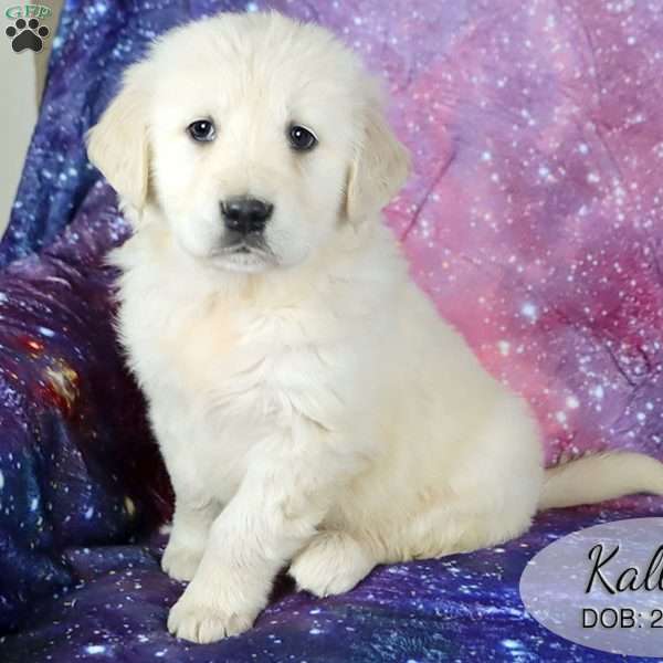 Kallie, Golden Retriever Puppy