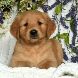 Knox, Golden Retriever Puppy