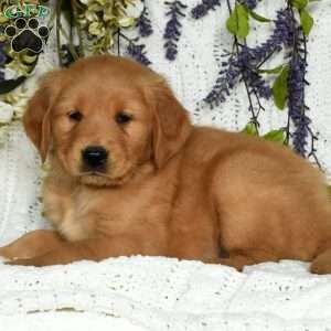 Knox, Golden Retriever Puppy