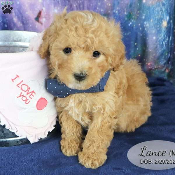 Lance, Miniature Poodle Mix Puppy
