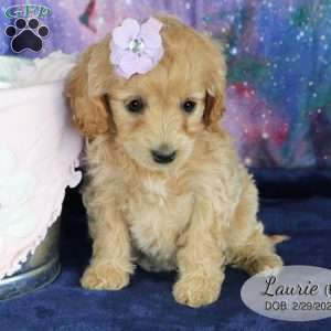 Laurie, Miniature Poodle Mix Puppy