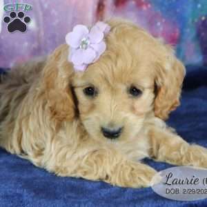 Laurie, Miniature Poodle Mix Puppy