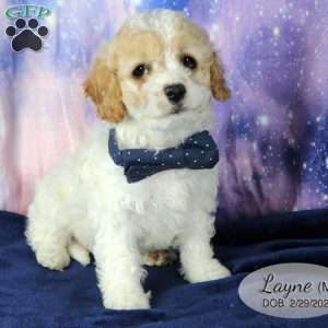 Layne, Miniature Poodle Mix Puppy