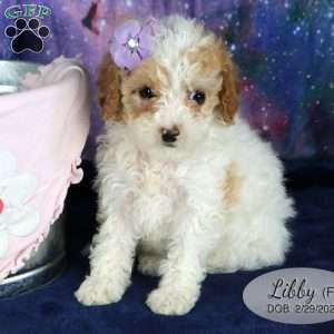 Libby, Miniature Poodle Mix Puppy