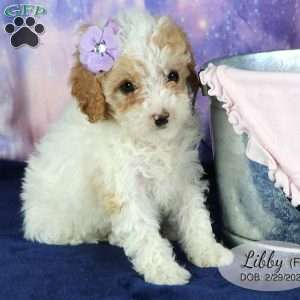 Libby, Miniature Poodle Mix Puppy