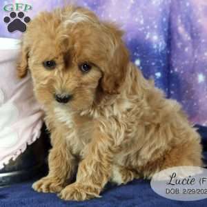 Lucie, Miniature Poodle Mix Puppy